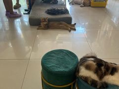 -平行世界·猫咖(首经贸店)