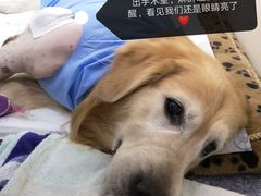 -美联众合动物医院·24h转诊中心