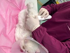 -北京观赏动物医院·24小时大型综合·猫专科·异宠专科
