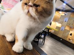 -金吉列留学·语培·小语种·国际课程(西安分公司)