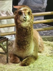 -Zoolung Zoolung动物主题公园(海信广场店)