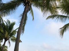 -亚龙湾热带天堂森林公园