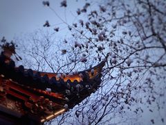 -枫桥景区