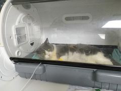 -谐和益家动物医院·免疫绝育·血液透析·宠保定点医院(高新伊藤分院)