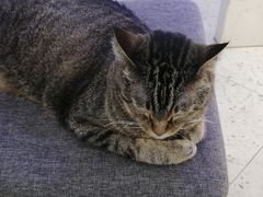 -喵园·猫主题咖啡厅·撸猫·猫咖(国贸店)