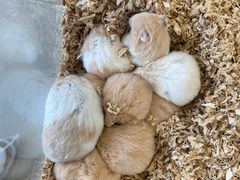 -怪兽屋·羊驼·猫咖·狗咖(俊华广场店)