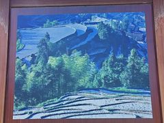 -紫鹊界梯田景区