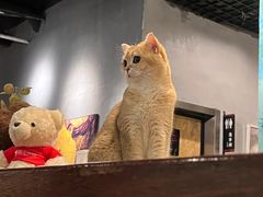 -咖法森林·咖啡  酒吧(天河店)