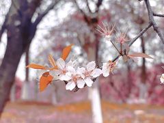 -八大山人梅湖景区