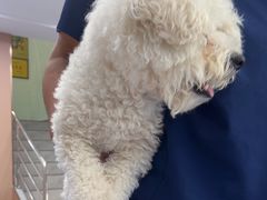 -天使宠物医院·犬猫分诊(彩虹店)