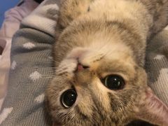 -猫色咖啡·猫咖