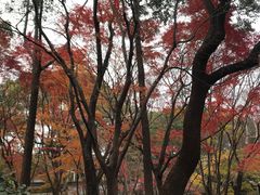 -秋霞圃