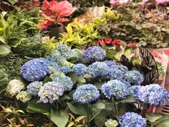 -秦美花卉(天朗·莱茵小城2期店)