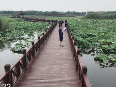 -荷塘月色湿地公园·向阳花洲