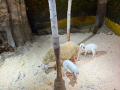 -正佳雨林生态植物园