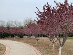 -永定河休闲森林公园