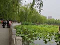 -莲花池公园
