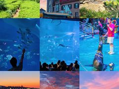 -烟台海昌鲸鲨海洋公园