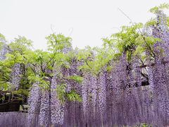 -嘉定紫藤园