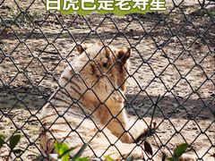 -合肥野生动物园