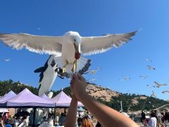 -西霞口神雕山野生动物世界