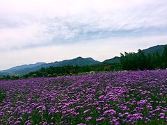 -曲江薰衣草庄园
