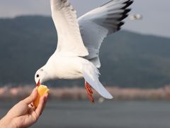 -海埂大坝