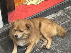 -磁器口古镇
