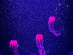 -欢乐海岸海洋奇梦馆