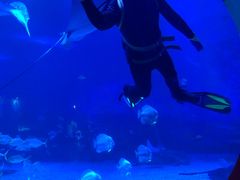 -烟台海昌鲸鲨海洋公园