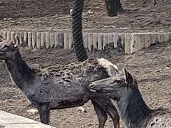 -沈阳森林动物园
