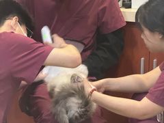 -艾贝尔宠物医院·24H转诊中心·肿瘤猫专科(江宁双龙店)