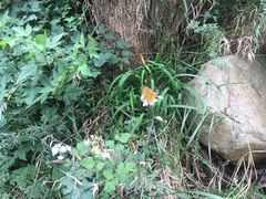 -招虎山国家森林公园-售票处