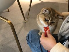 -飞行喵MR PILOT|猫舍·猫咖(静安大融城店)