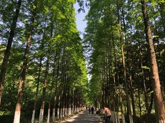 景点-昆山城市生态森林公园