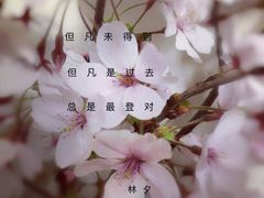 -高东镇樱花园