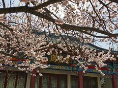 -桃花堤公园