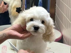 -FAELING PETS美天灵宠物(富力广场店)