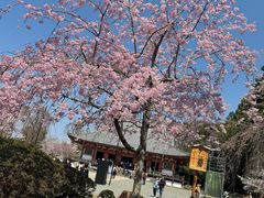 -醍醐寺
