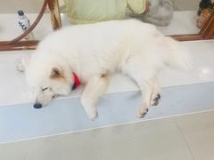 -共舞时光猫咖·狗咖(新街口店)