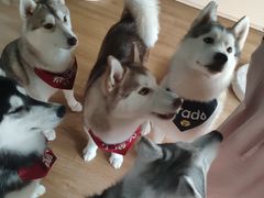 -Husky Go! 哈士奇体验馆·宠物咖啡厅狗咖