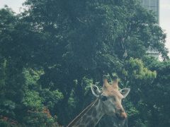 -深圳野生动物园