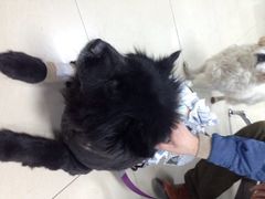 iphone_upload_pic-康乐宝动物医院