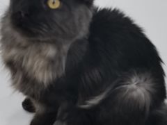 -糯米喵星人·撸猫猫舍咖啡馆(西市场嘉华店)