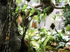 -国家植物园南园