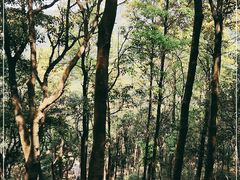 -梧桐山风景名胜区