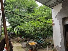 -老袁家蜜桃农场·阳山水蜜桃