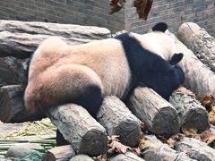 -都江堰中华大熊猫苑