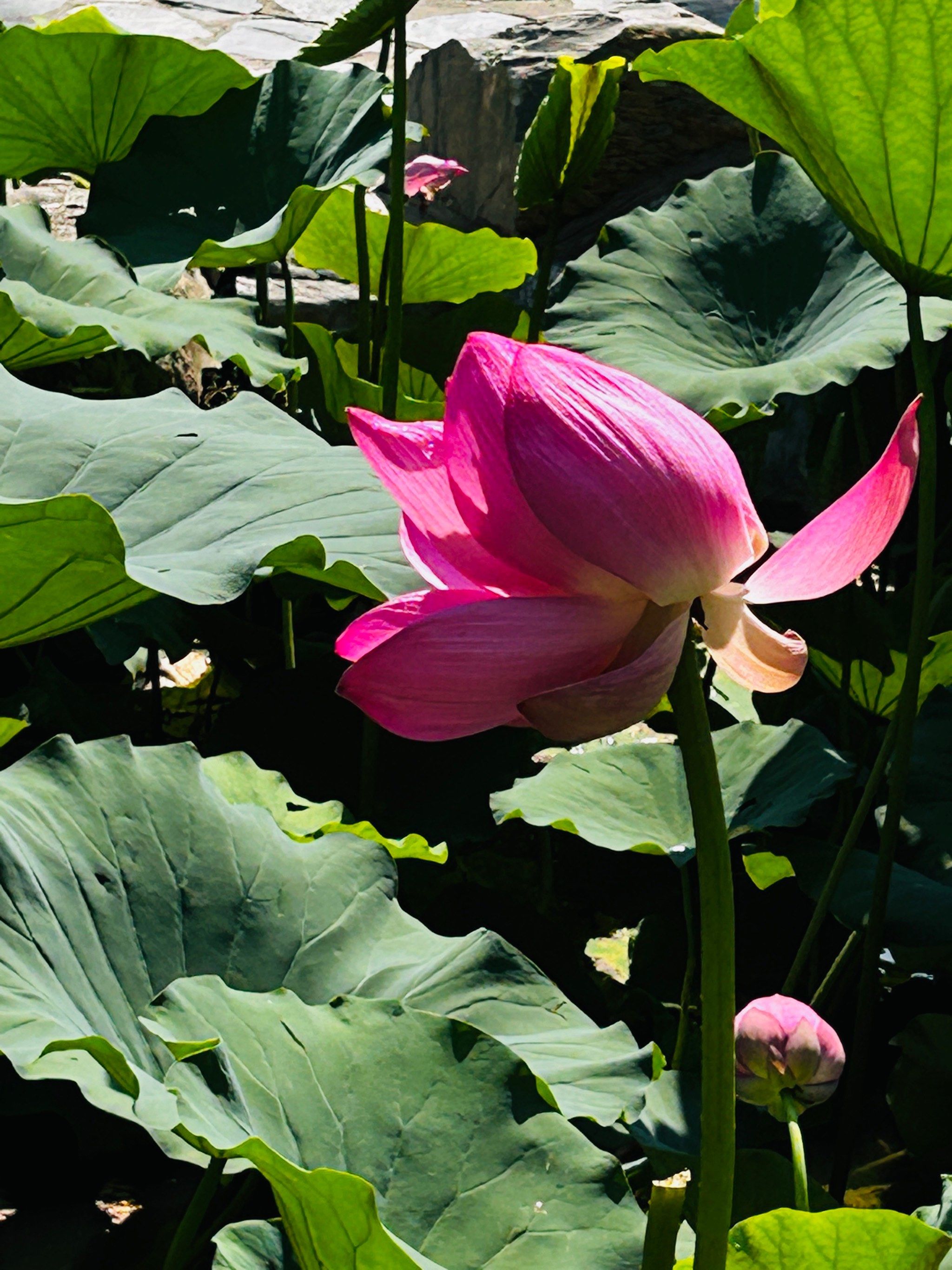 莲花控股(600186)_股票价格_行情_走势图—东方财富网