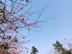-南丹山森林王国